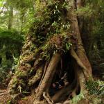 Malt Rest (Otway Park) - Rainforest walk